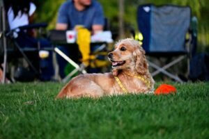 one on one dog training