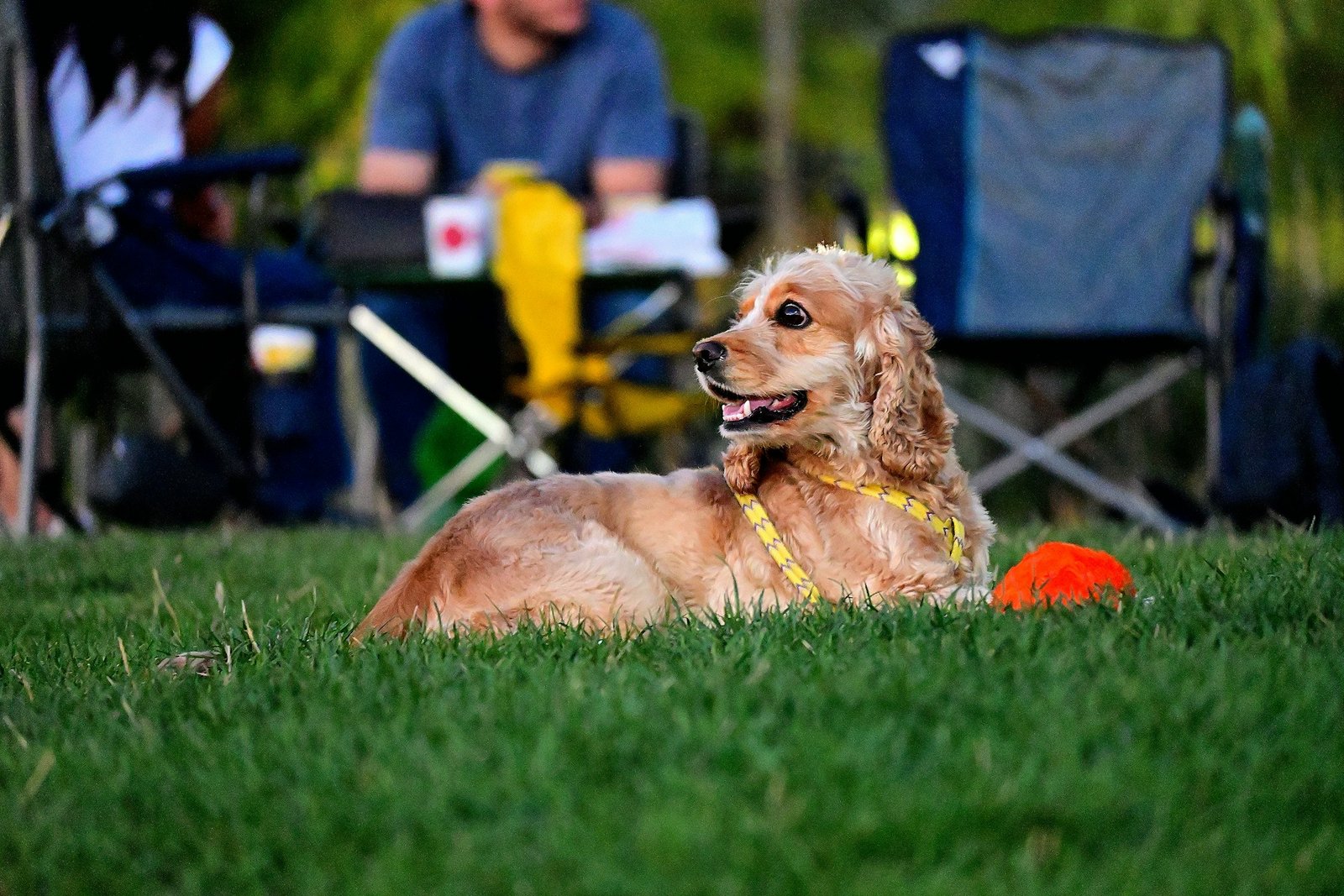 one on one dog training