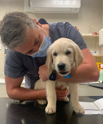 Island VetCare — Ryde