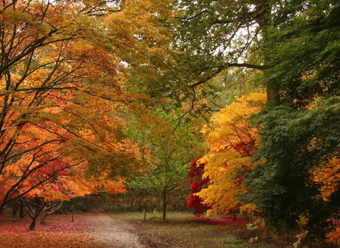 Queenswood Country Park and Arboretum