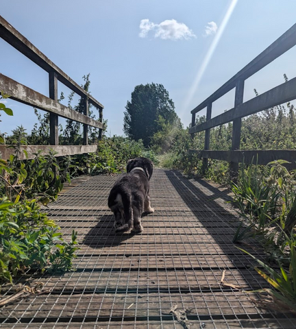 The River Bure at Coltishall