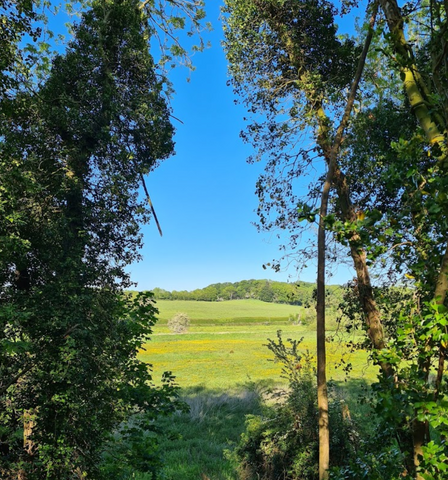 The River Wensum at Costessey