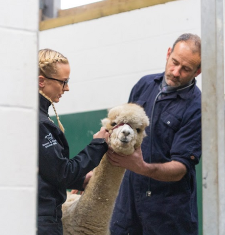 Robson &amp; Prescott Veterinary Surgeons - Morpeth