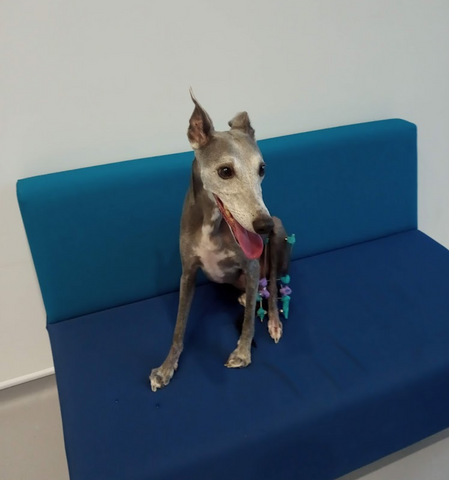 Rosemullion Veterinary Practice - Falmouth