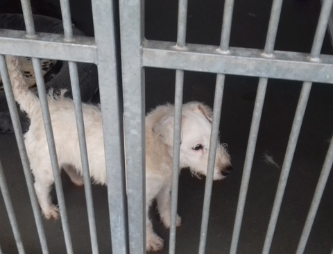 RSPCA Coventry &amp; District Branch