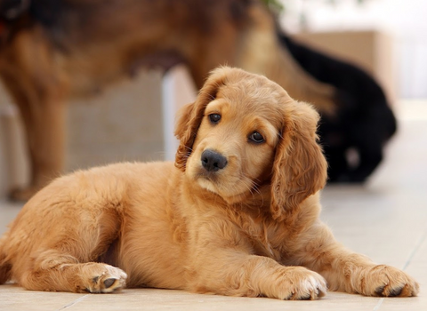 Rufford Veterinary Group - Crosby