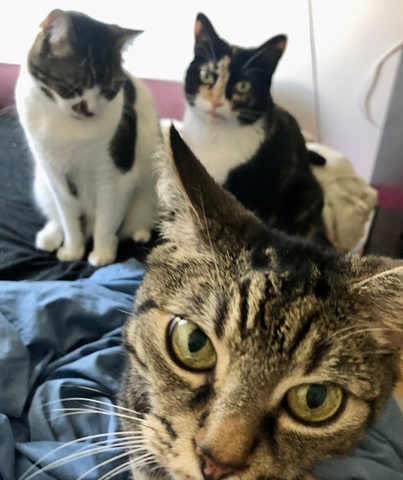 Salt House Vets Winsford