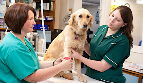 Seadown Veterinary Group - Hythe