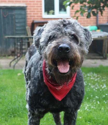 Severnside Veterinary Group - Lydney