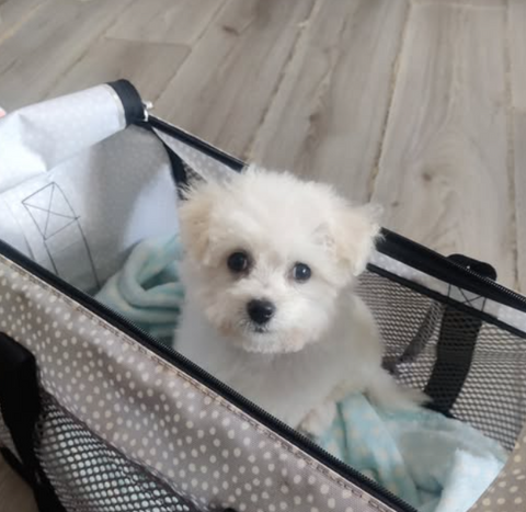 Shampooches Dog Grooming