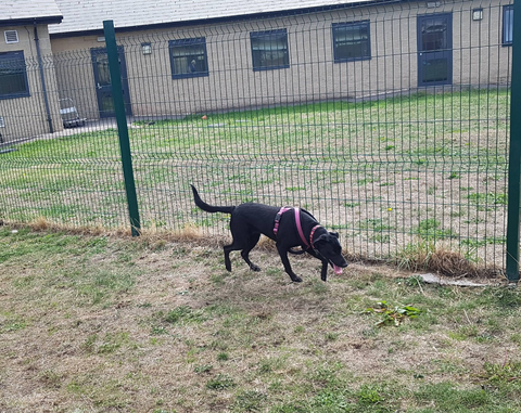 Thornberry Animal Sanctuary