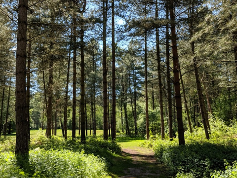 Sherwood Pines Forest Park