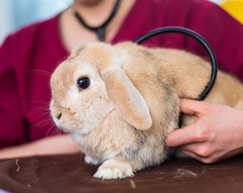 Sidbury Hill Veterinary Clinic