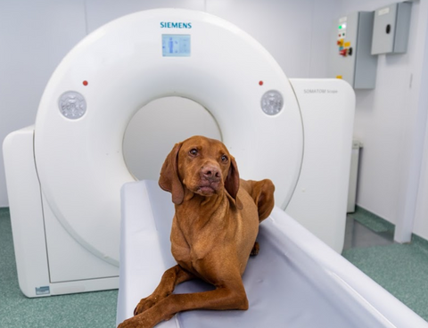 St George’s Veterinary Practice - Wolverhampton