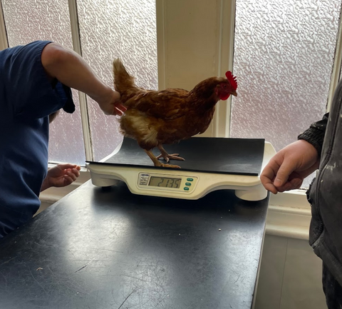 Stanhope Veterinary Hospital - Bishop Auckland