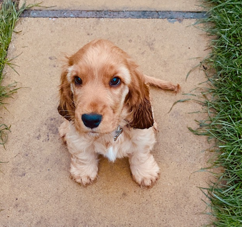 Greyhound Awareness League dog rescue