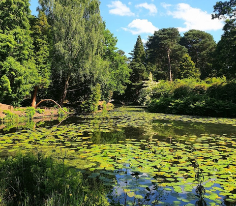 dog places for swimming