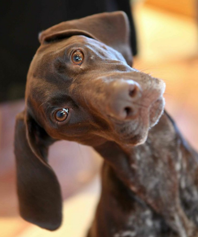 Teme Veterinary Practice