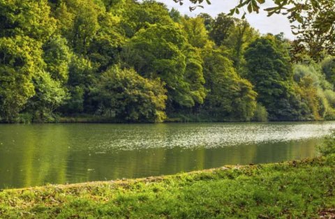 Nice river with trees around