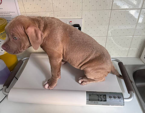 Ark Veterinary Practice