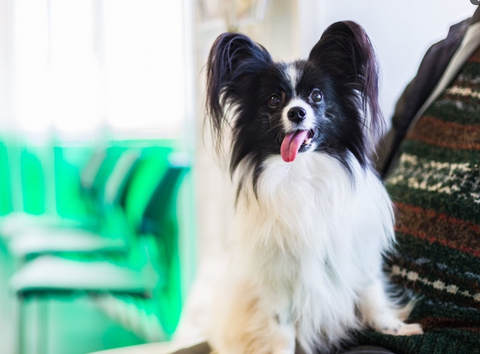 The Avenue Veterinary Centre - Grantham