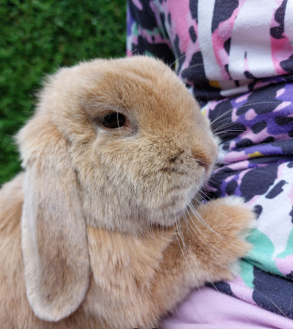 House &amp; Jackson - The Horse &amp; Pet Clinic Blackmore