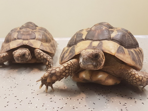 The Mote Veterinary Group - Maidstone