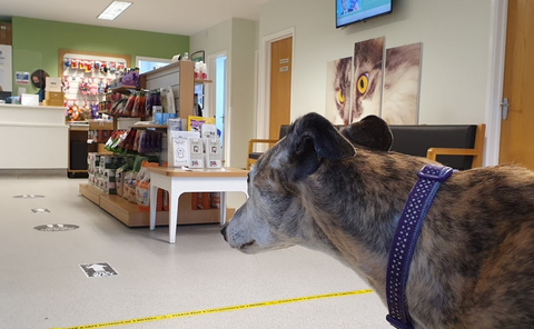 Wylie Veterinary Centre - Upminster
