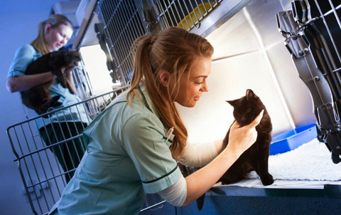 Taverham Vets - Norwich