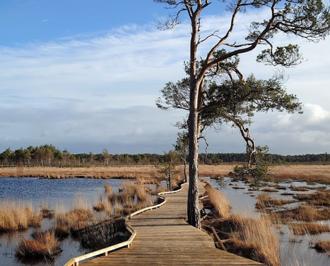 thursley nature reserve