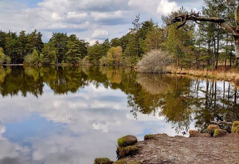 thursley nature reserve