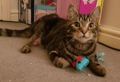 Vets4Pets - High Wycombe