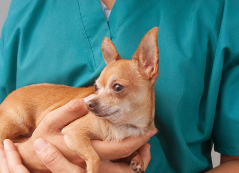 Vet on the Hill - Caterham