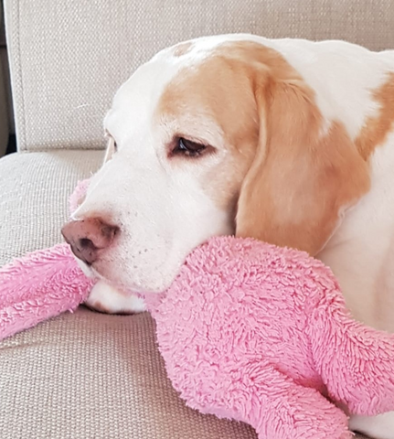 Vets4Pets - Camborne