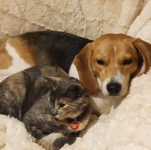 Vets4Pets - Coalville