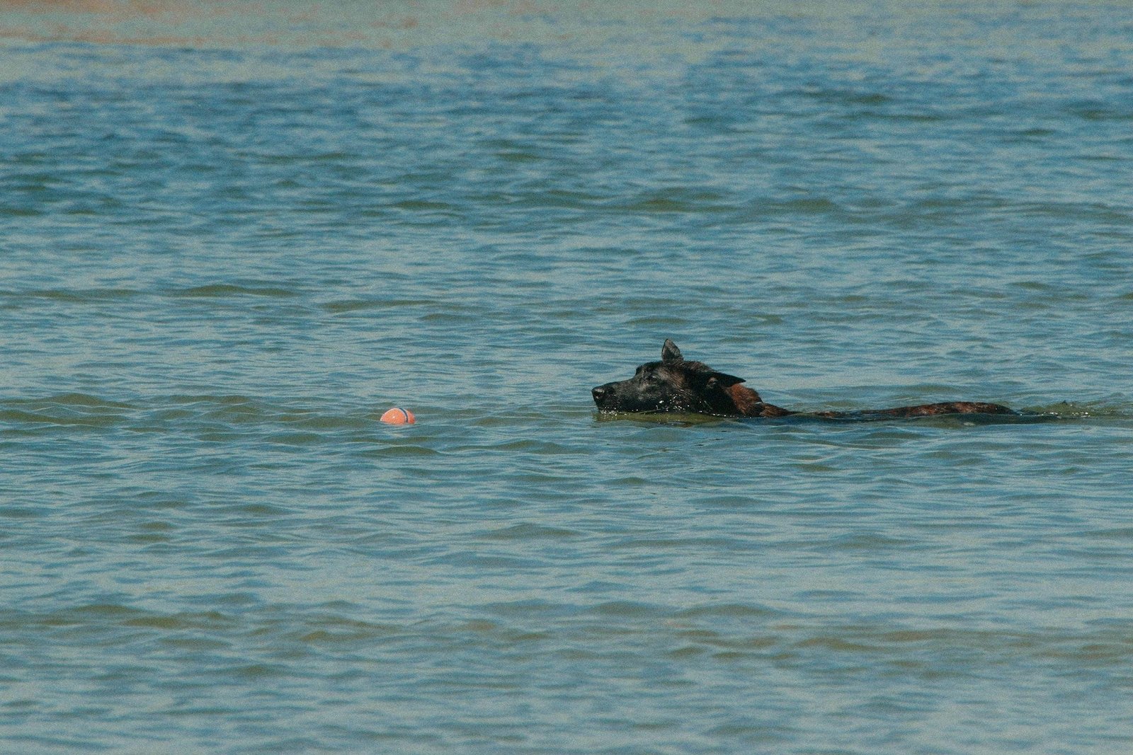 Where Can I Take My Dog to Swim in Oxfordshire?