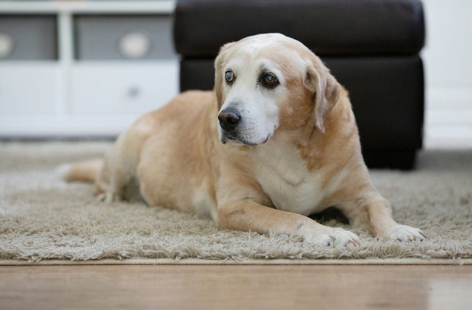Dog behaviour