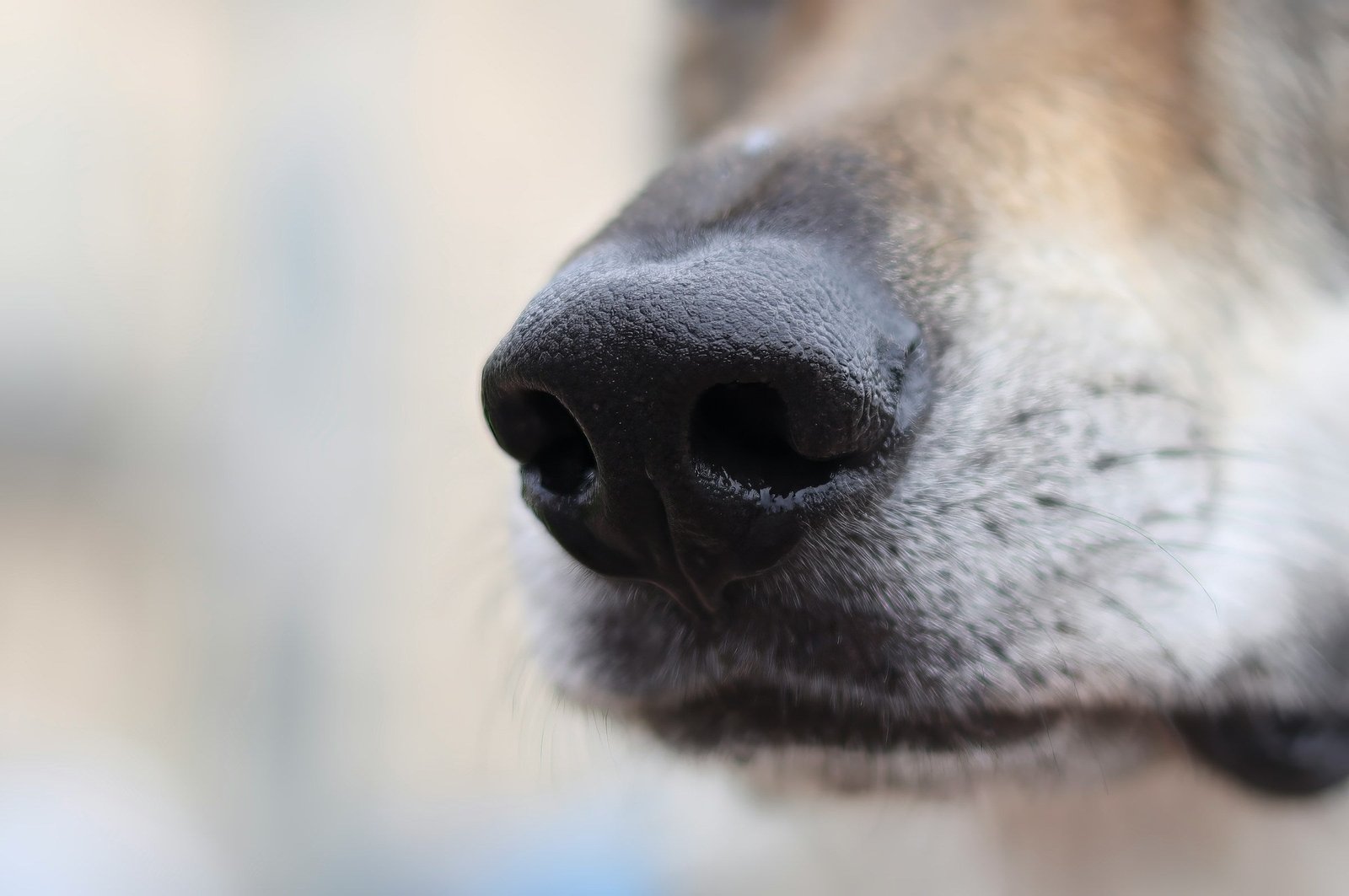Dog behaviour