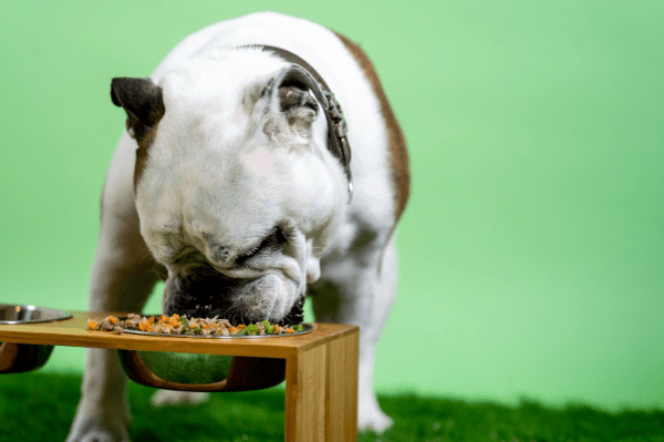 dog health
