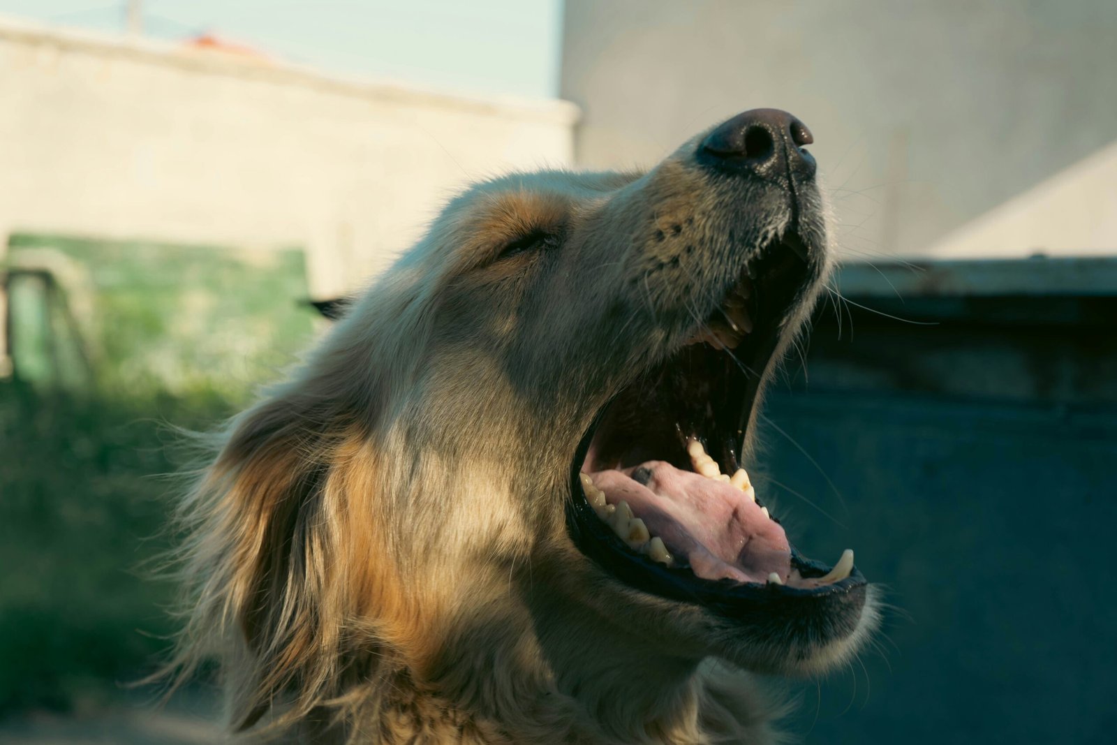 dog health
