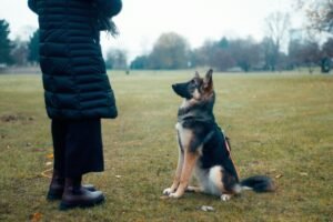 dog health