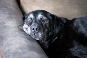 how long do dogs live