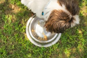 dog health