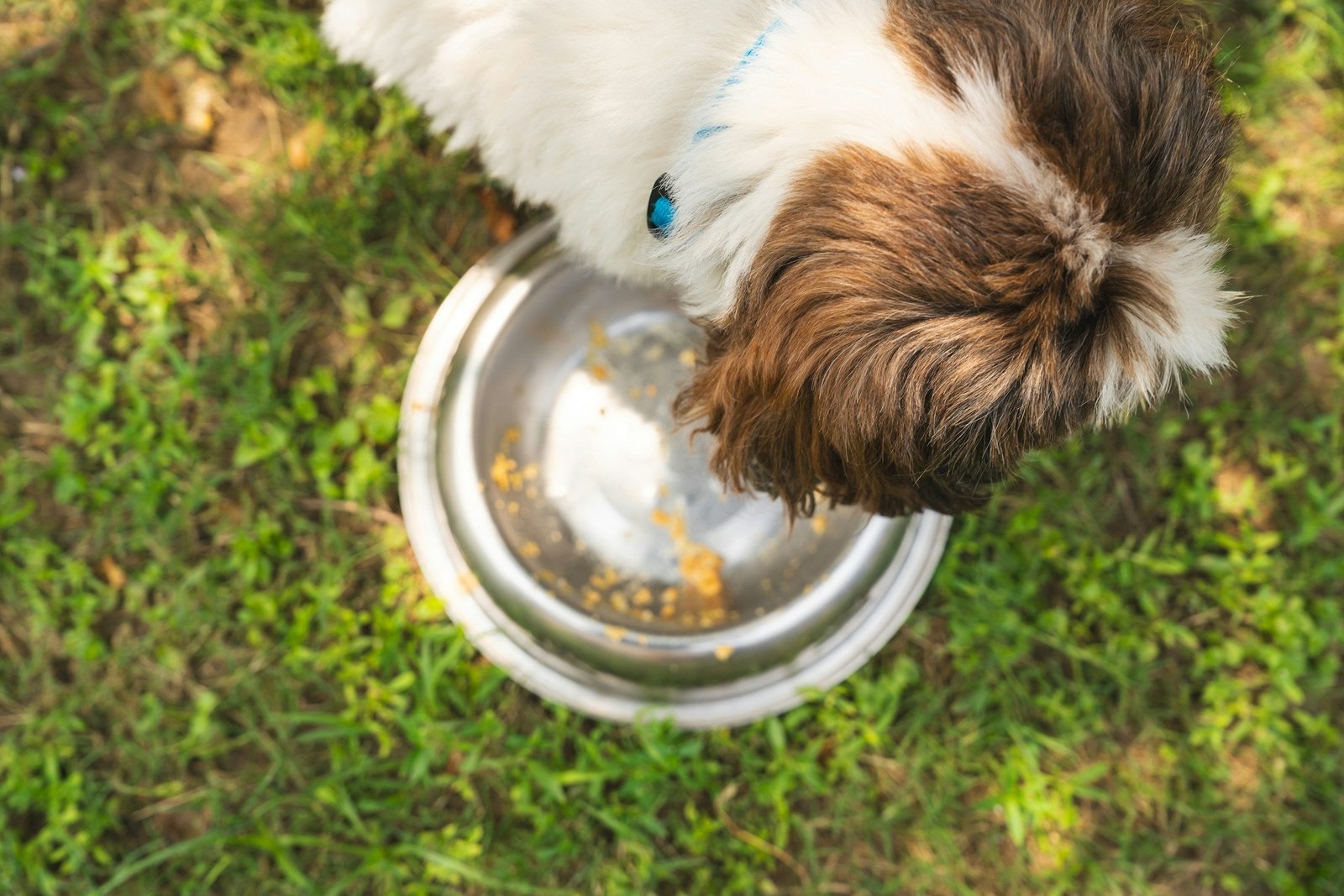 dog health