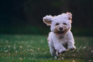 why does my dog get hyper after eating