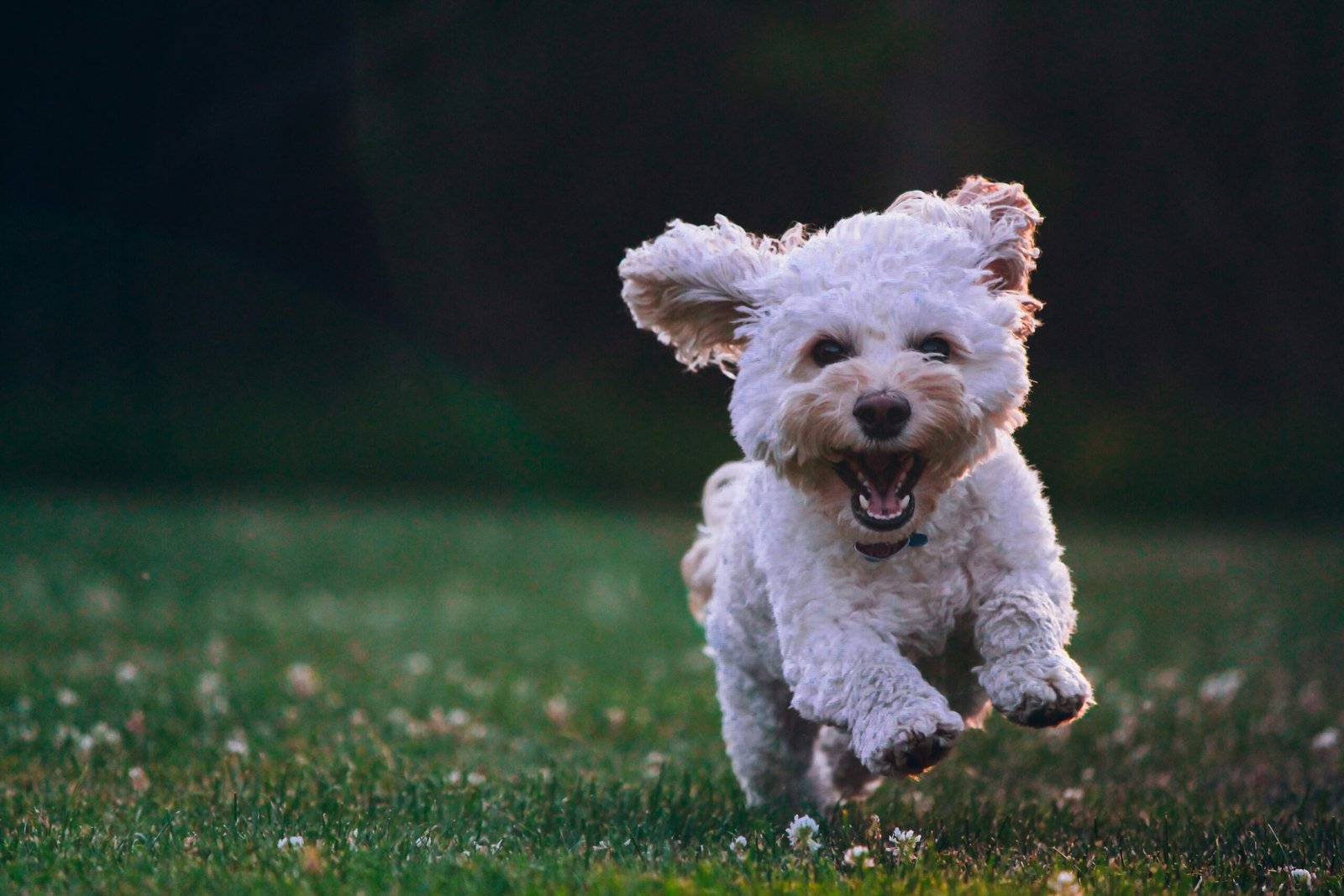 why does my dog get hyper after eating