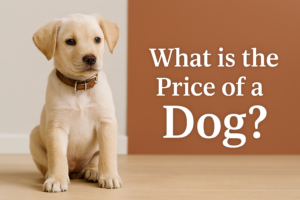 what is the price of a dog