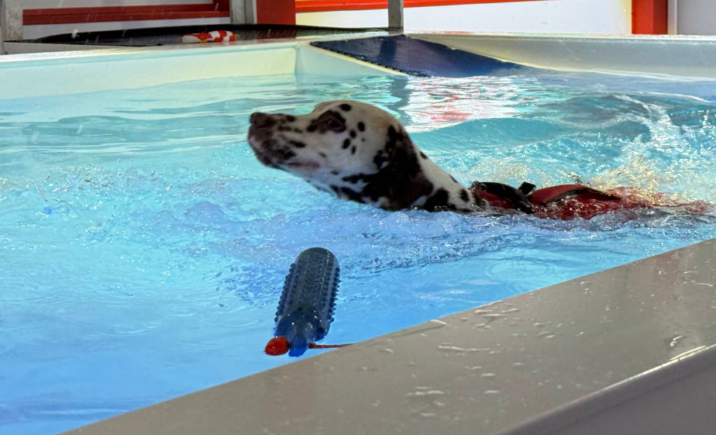  rover dog pool