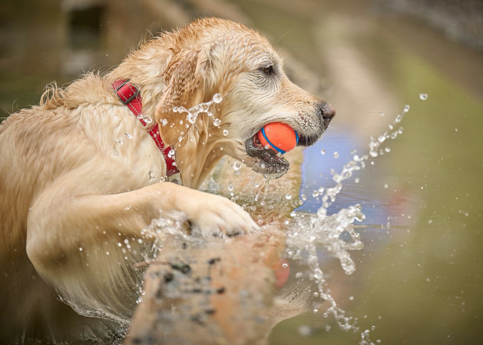 funny dog videos