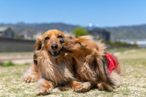 Dog behaviour